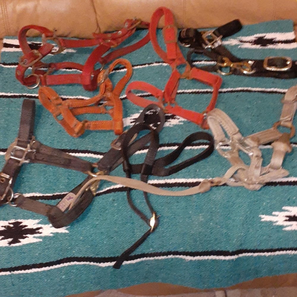 Bundle of 6 nylon foal halters